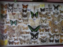 Wystawa entomologiczna – najbogatsza kolekcja motyli w regionie!