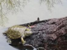 Wiosna - żółwie wygrzewają się na słońcu