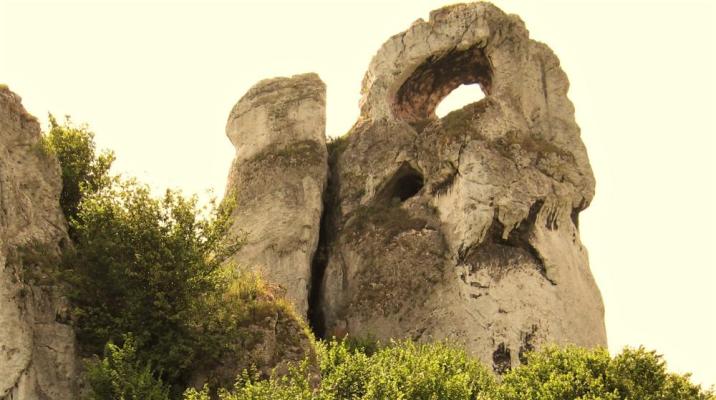 Okiennik Rzędowicki. ARC. Nadleśnictwo Siewierz