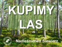 Kupimy Twój las